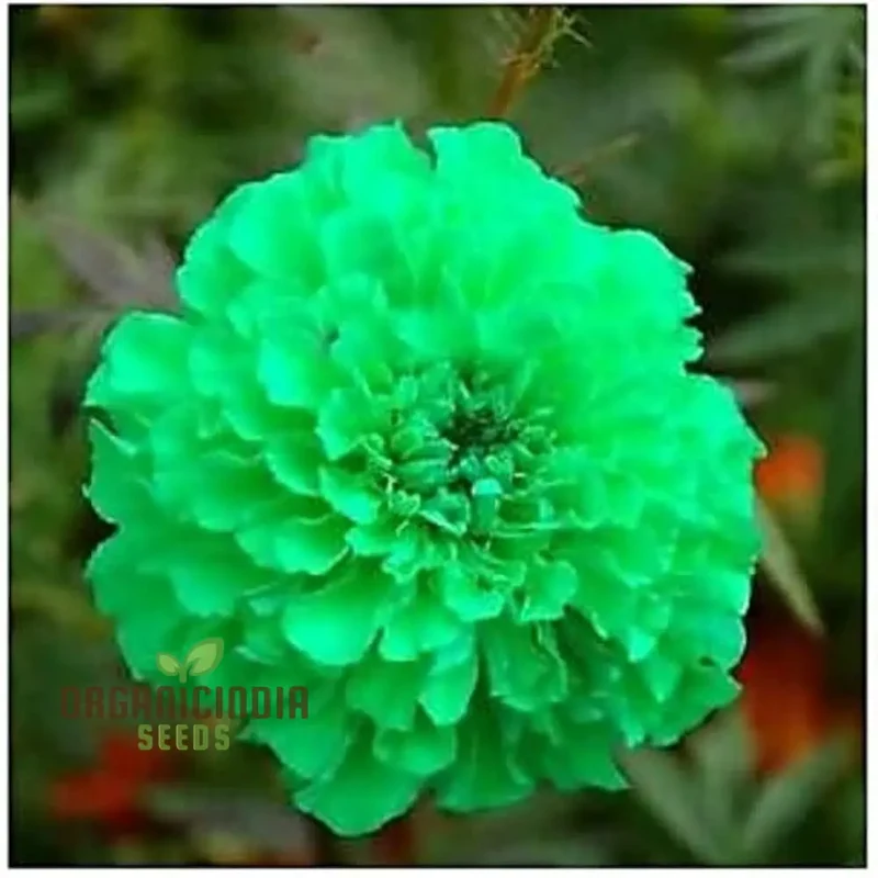 Green Marigold Flower Seeds for Planting, A Complete Gardening and Cultivation Guide
