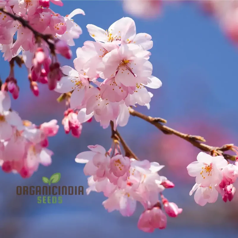 Dwarf Cherry Blossom Tree Seeds (Prunus Serrulata) - Ideal for Home Gardens and Lawns | Planting and Growing Seeds