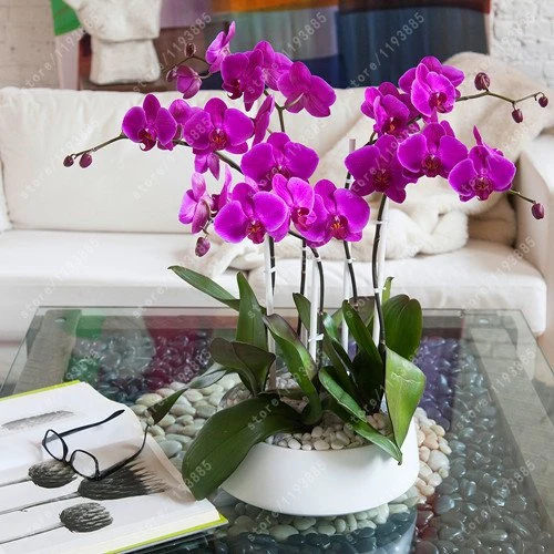 Orchid Seeds (Phalaenopsis Orchid Flower Seeds) - Premium Indoor and Outdoor Blooms