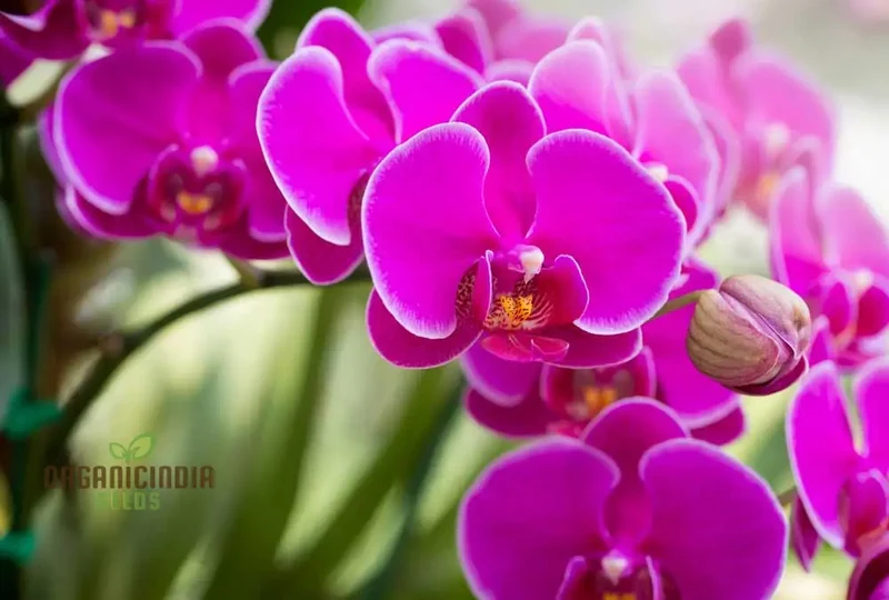 Orchid Seeds (Phalaenopsis Orchid Flower Seeds) - Premium Indoor and Outdoor Blooms