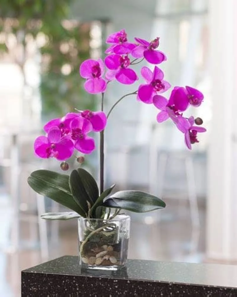 Orchid Seeds (Phalaenopsis Orchid Flower Seeds) - Premium Indoor and Outdoor Blooms