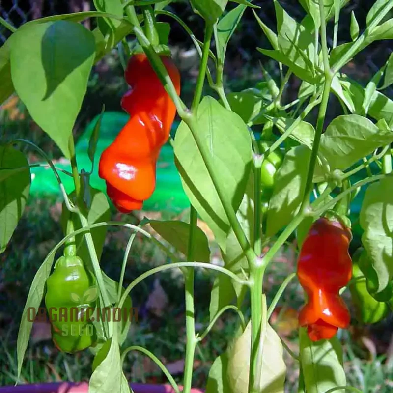 Peter Pepper Red Hot Pepper Seeds Unique Variety for Planting and Growing at Home
