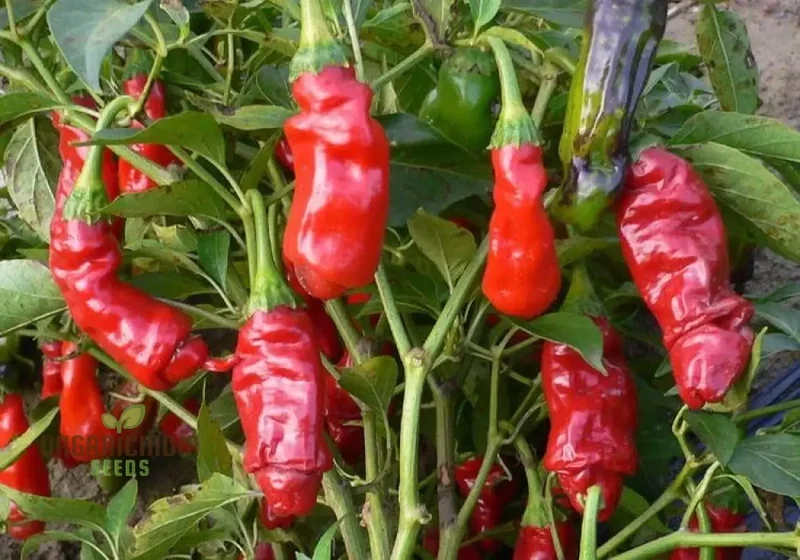 Peter Pepper Red Hot Pepper Seeds Unique Variety for Planting and Growing at Home