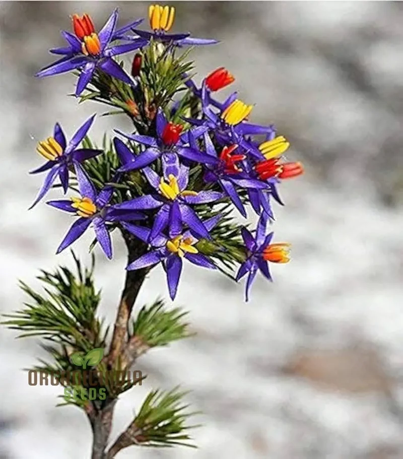 Blue Tinsel Lily Seeds - 20+ Seeds | Grow Year-Round | Premium Quality Seeds for Gardening Enthusiasts