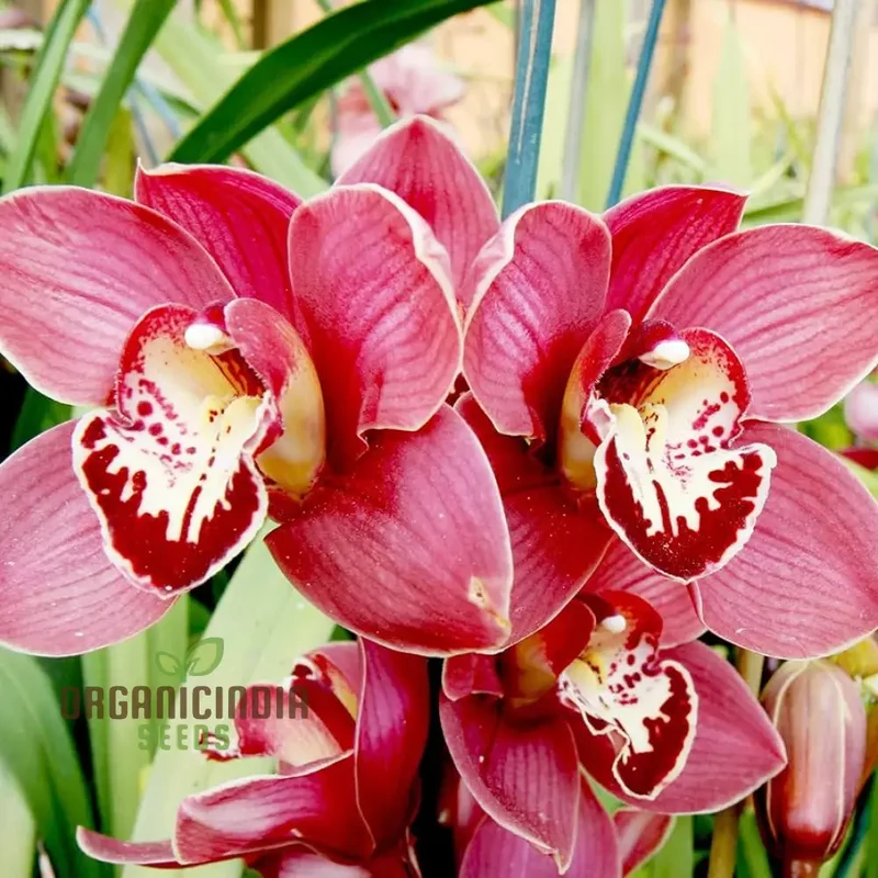 Red Chinese Cymbidium Orchid Flower Seeds for Gardening Enthusiasts - Rare Seeds for Exquisite Garden Blooms