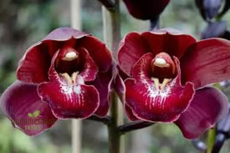 Red Chinese Cymbidium Orchid Flower Seeds for Gardening Enthusiasts - Rare Seeds for Exquisite Garden Blooms