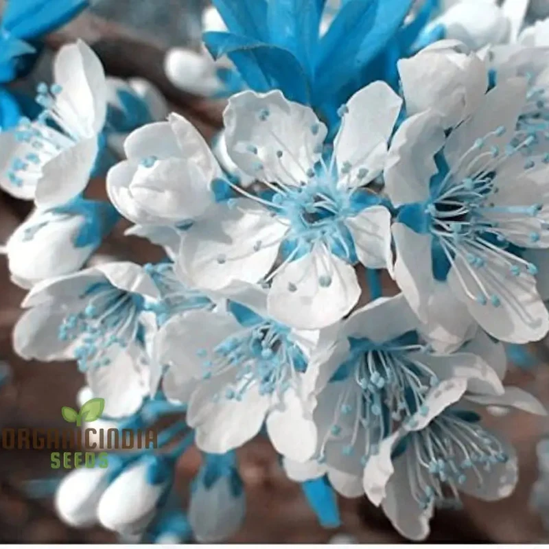 Blue Sky White Cherry Japanese Sakura Seeds for Gardening Enthusiasts - Premium Quality Seeds