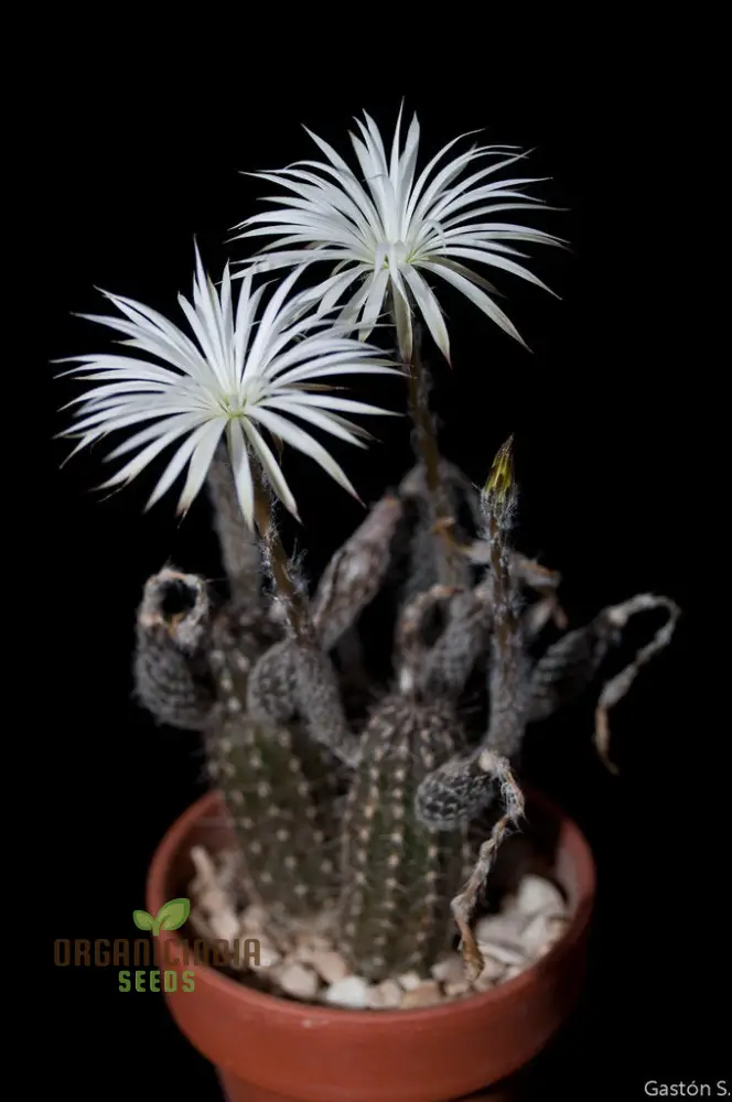 Cactus Seeds - Echinopsis Mirabilis Seeds for Planting
