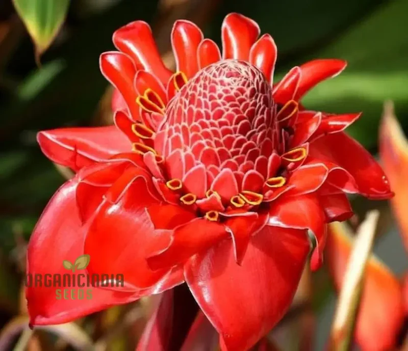 Red Torch Ginger Flower Seeds - 50 Seeds Pack for Sowing in Home Garden | All Season Plant Seeds for Gardening Enthusiasts