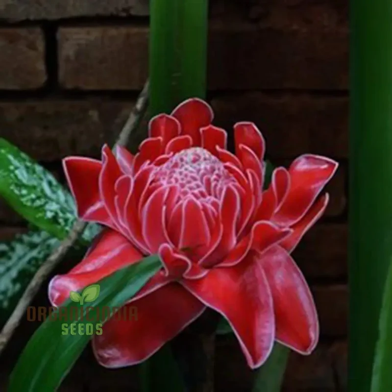 Red Torch Ginger Flower Seeds - 50 Seeds Pack for Sowing in Home Garden | All Season Plant Seeds for Gardening Enthusiasts
