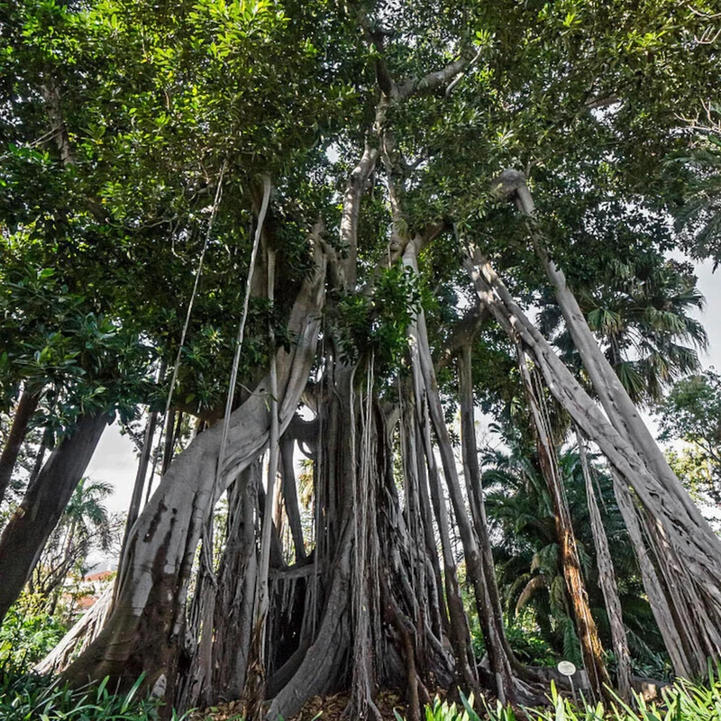 Moreton Bay Fig Tree Seeds - Ficus Macrophylla - Grow Indoor & Outdoor - Rare Seeds for Gardening Enthusiasts