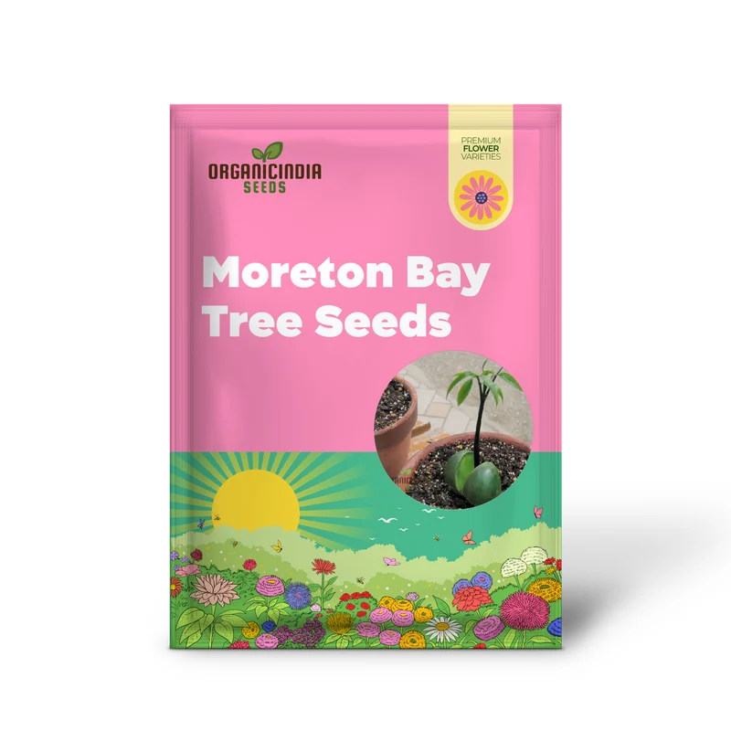 Moreton Bay Fig Tree Seeds - Ficus Macrophylla - Grow Indoor & Outdoor - Rare Seeds for Gardening Enthusiasts