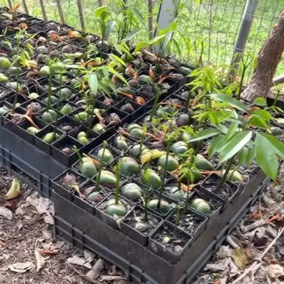 Moreton Bay Fig Tree Seeds - Ficus Macrophylla - Grow Indoor & Outdoor - Rare Seeds for Gardening Enthusiasts