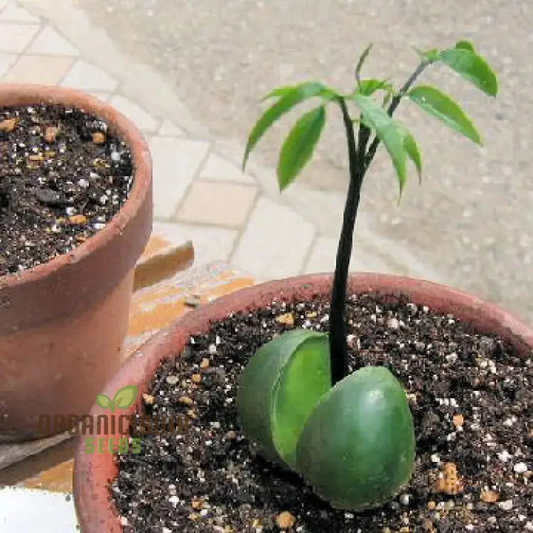 Moreton Bay Fig Tree Seeds - Ficus Macrophylla - Grow Indoor & Outdoor - Rare Seeds for Gardening Enthusiasts