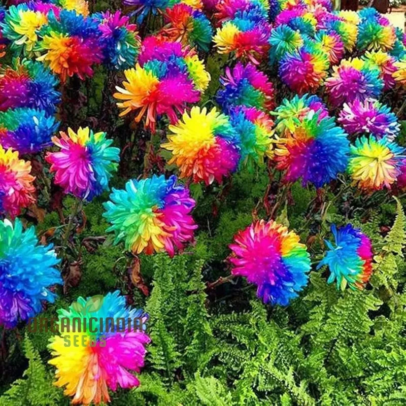 Dwarf Rainbow Rare Chrysanthemum Flower Seeds Pack (10 Seeds) - Premium Gardening Seeds for Colorful Blooms - Perfect for Home Gardens and Flower Beds