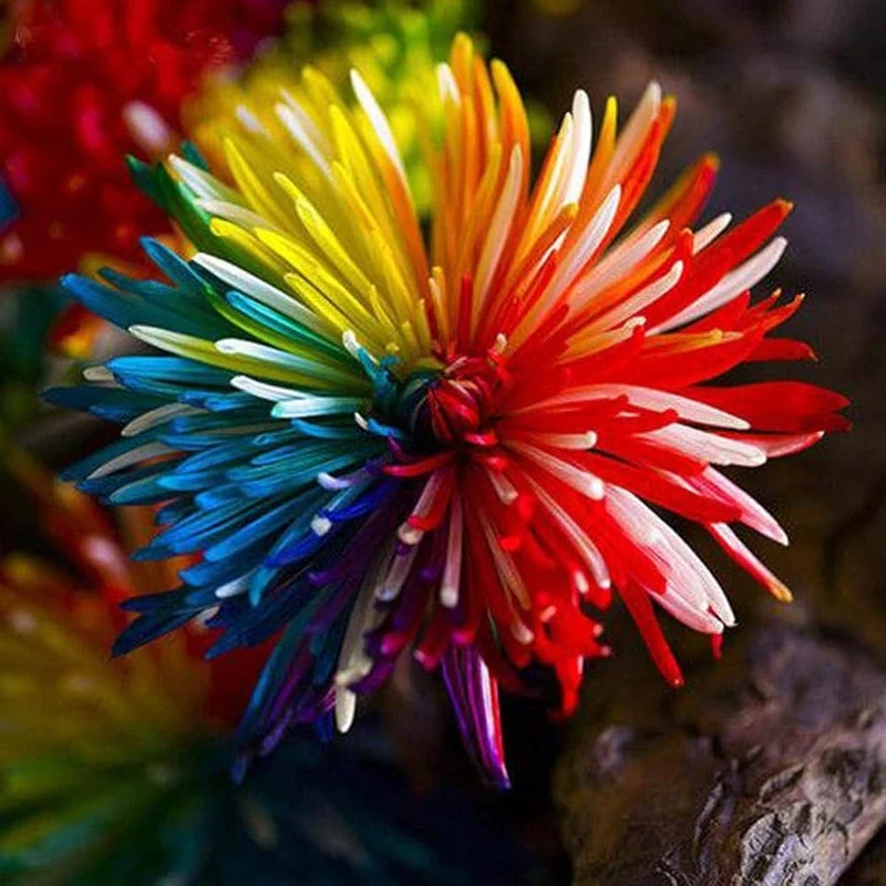 Dwarf Rainbow Rare Chrysanthemum Flower Seeds Pack (10 Seeds) - Premium Gardening Seeds for Colorful Blooms - Perfect for Home Gardens and Flower Beds
