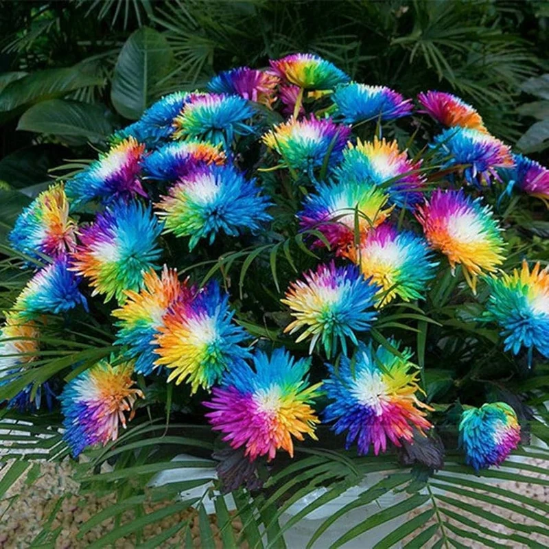 Dwarf Rainbow Rare Chrysanthemum Flower Seeds Pack (10 Seeds) - Premium Gardening Seeds for Colorful Blooms - Perfect for Home Gardens and Flower Beds