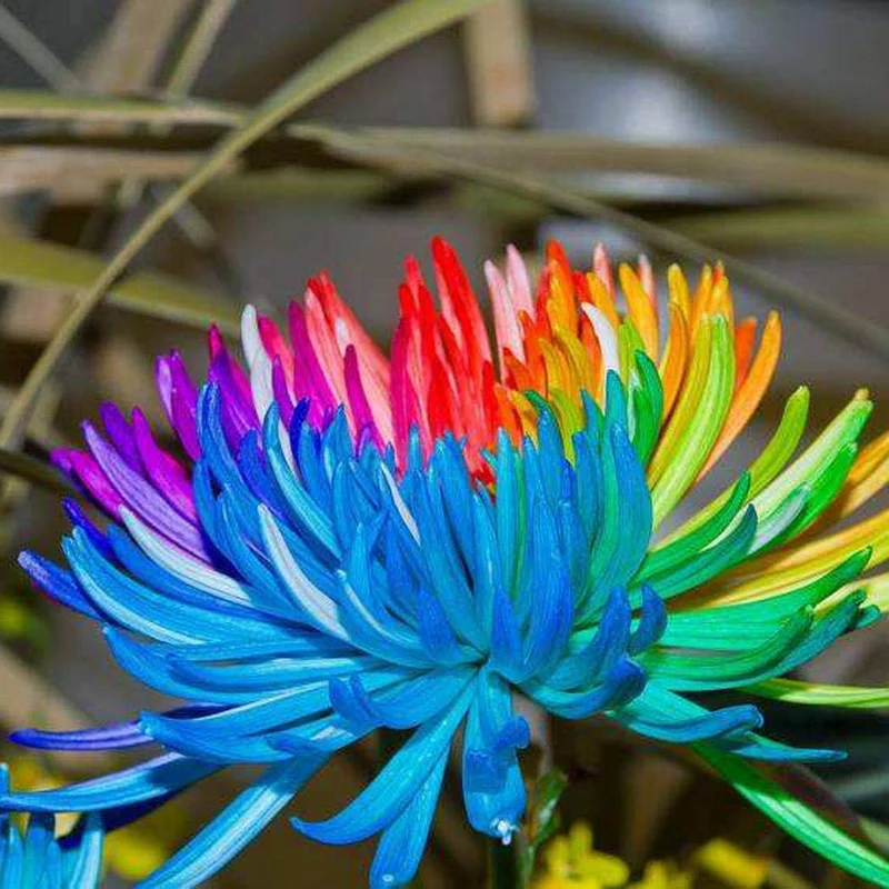 Dwarf Rainbow Rare Chrysanthemum Flower Seeds Pack (10 Seeds) - Premium Gardening Seeds for Colorful Blooms - Perfect for Home Gardens and Flower Beds