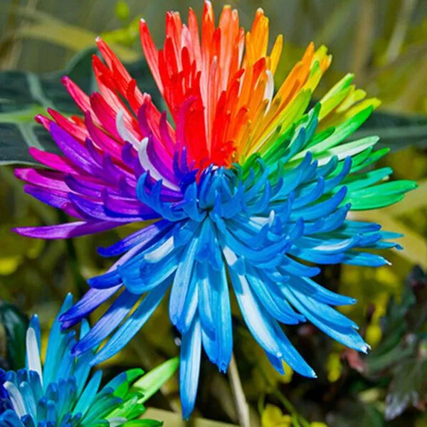 Dwarf Rainbow Rare Chrysanthemum Flower Seeds Pack (10 Seeds) - Premium Gardening Seeds for Colorful Blooms - Perfect for Home Gardens and Flower Beds