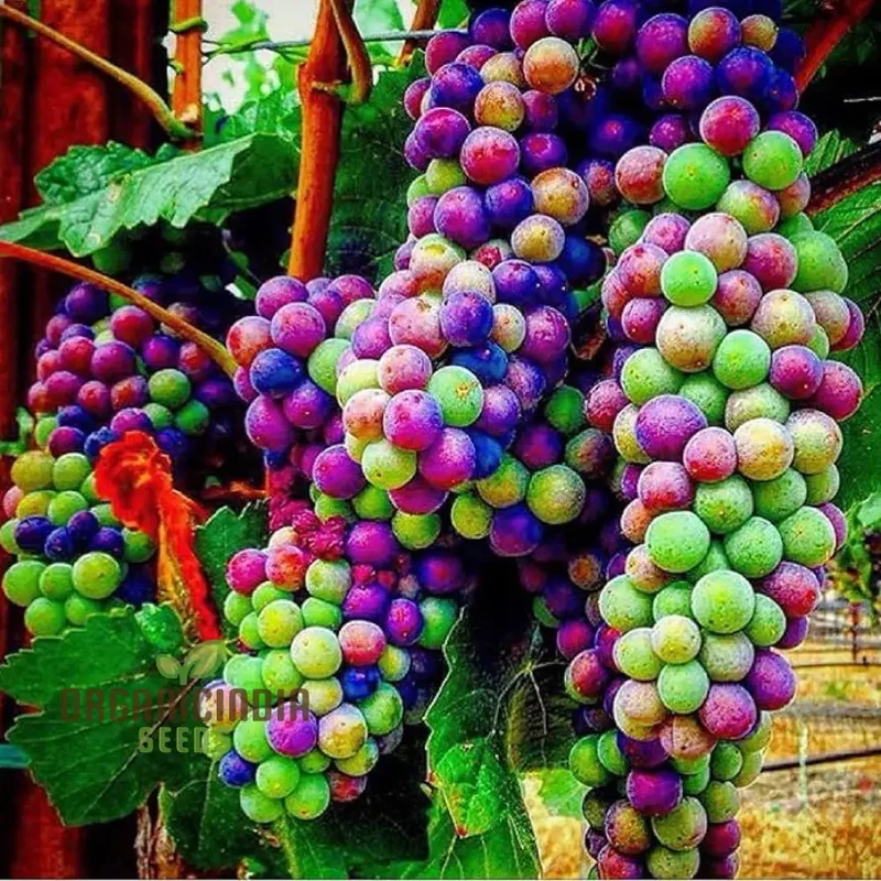 Dwarf Miniature Rainbow Grapes - Fruit Seeds for Garden Planting and Growing | Unique Varietal Seeds for Home Gardening Enthusiasts