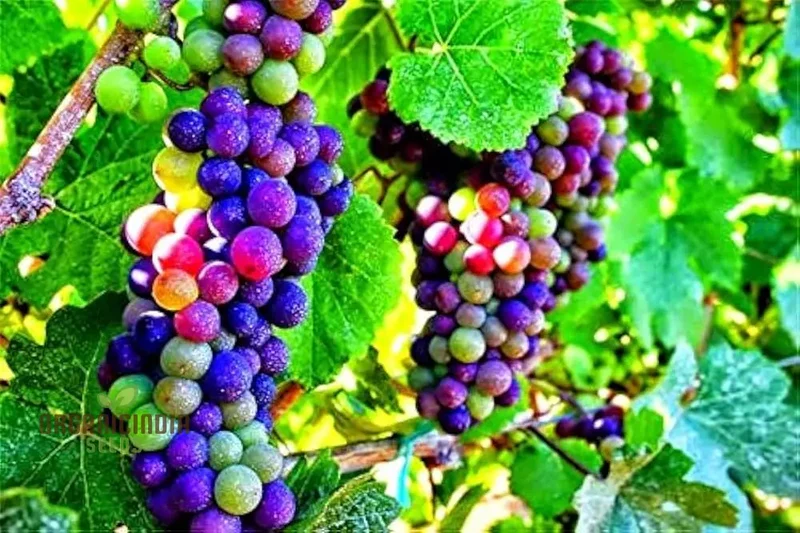 Dwarf Miniature Rainbow Grapes - Fruit Seeds for Garden Planting and Growing | Unique Varietal Seeds for Home Gardening Enthusiasts