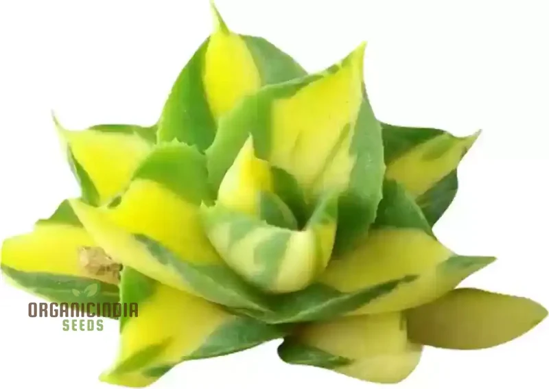 Hens and Chicks Succulent Seeds Mix – Premium Quality for Indoor & Outdoor Planting