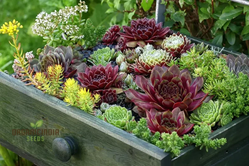 Hens and Chicks Succulent Seeds Mix – Premium Quality for Indoor & Outdoor Planting