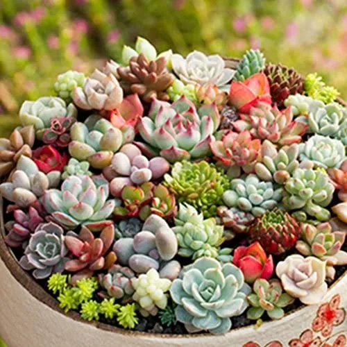 Hens and Chicks Succulent Seeds Mix – Premium Quality for Indoor & Outdoor Planting