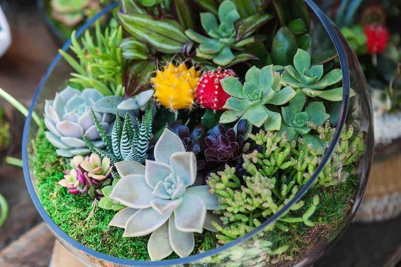 Hens and Chicks Succulent Seeds Mix – Premium Quality for Indoor & Outdoor Planting