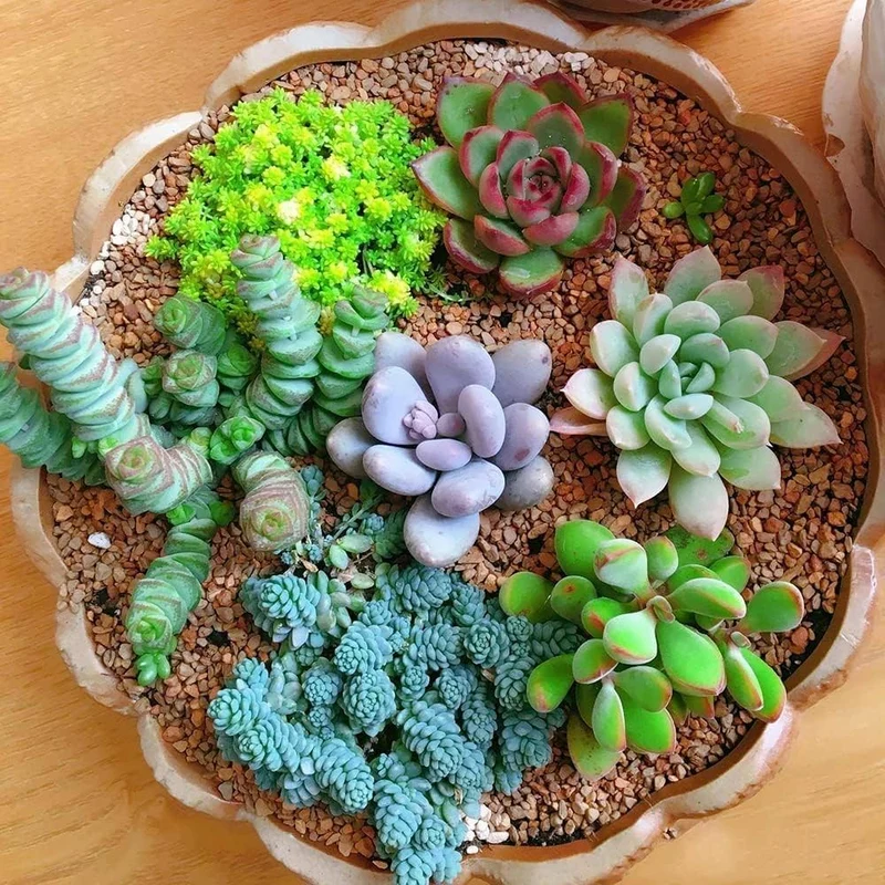 Hens and Chicks Succulent Seeds Mix – Premium Quality for Indoor & Outdoor Planting