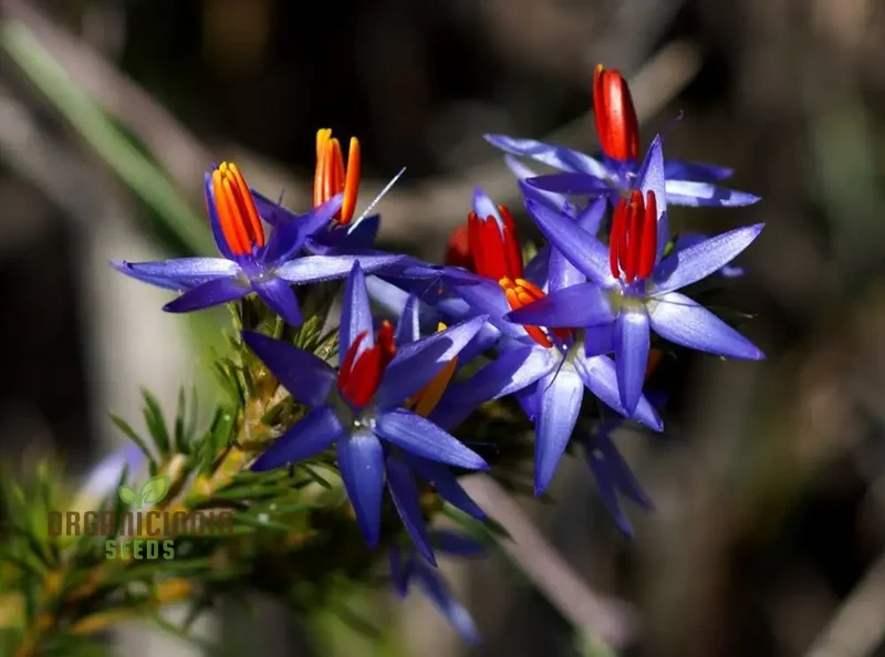 Blue Tinsel Lily & Anguligar Flower Seeds - Premium Gardening Seeds for Exquisite Blooms and Easy Planting