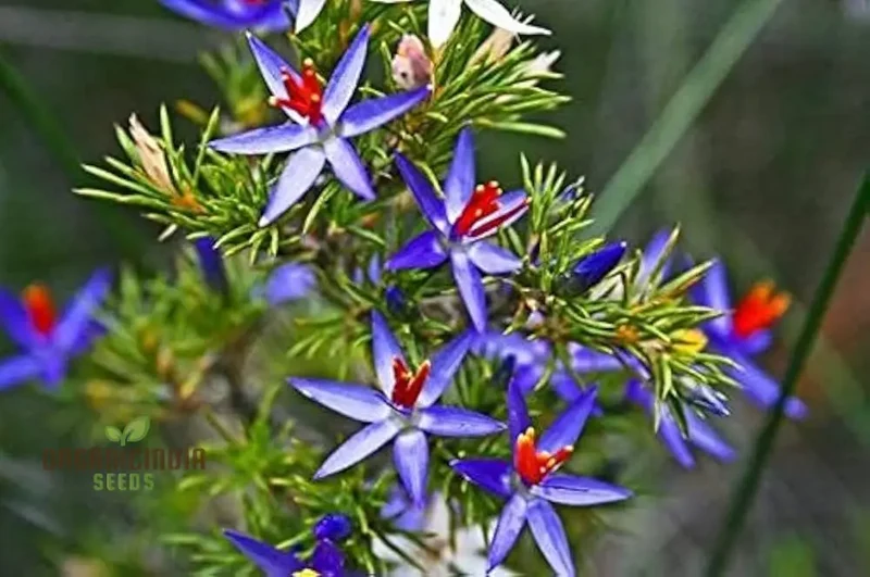 Blue Tinsel Lily & Anguligar Flower Seeds - Premium Gardening Seeds for Exquisite Blooms and Easy Planting