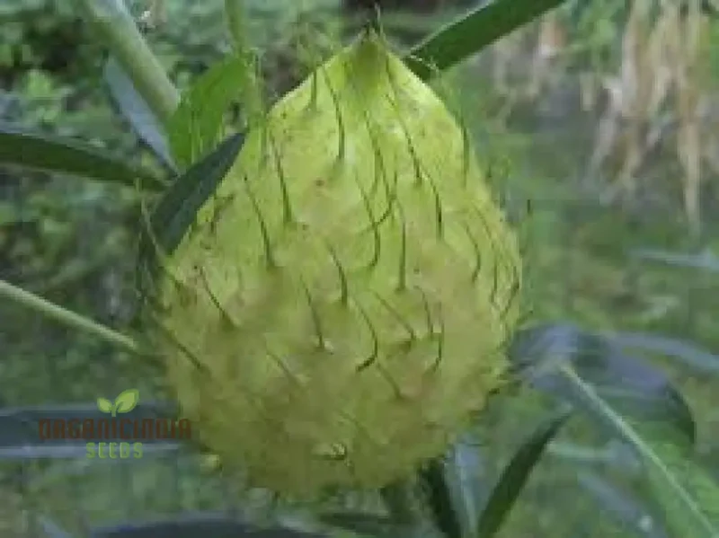 Gomphocarpus Physocarpus Seeds for Unique Gardening - Ideal for Garden Enthusiasts Looking to Add Unusual and Attractive Plants to Their Collection