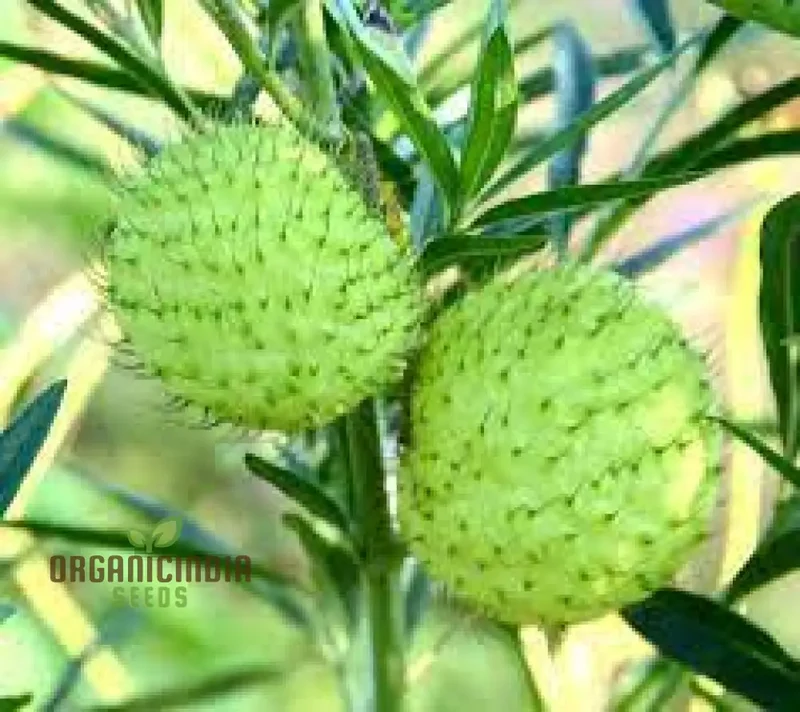 Gomphocarpus Physocarpus Seeds for Unique Gardening - Ideal for Garden Enthusiasts Looking to Add Unusual and Attractive Plants to Their Collection