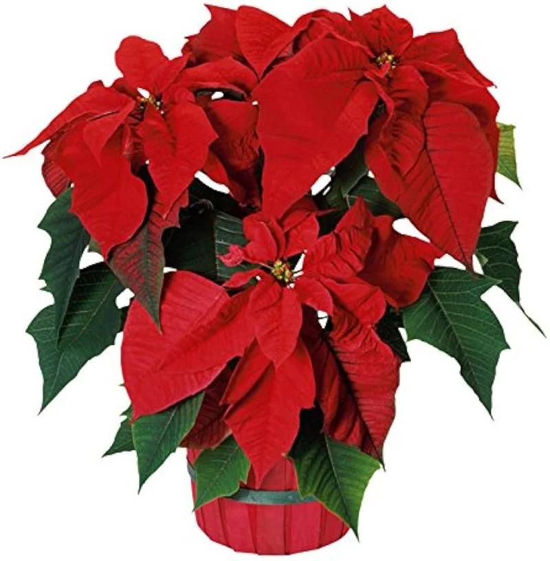 Red Poinsettia Seeds – Festive Indoor & Outdoor Flower