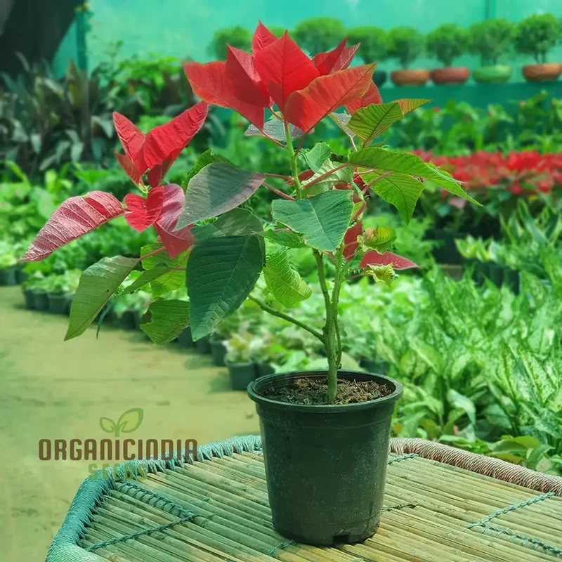 Red Poinsettia Seeds – Festive Indoor & Outdoor Flower