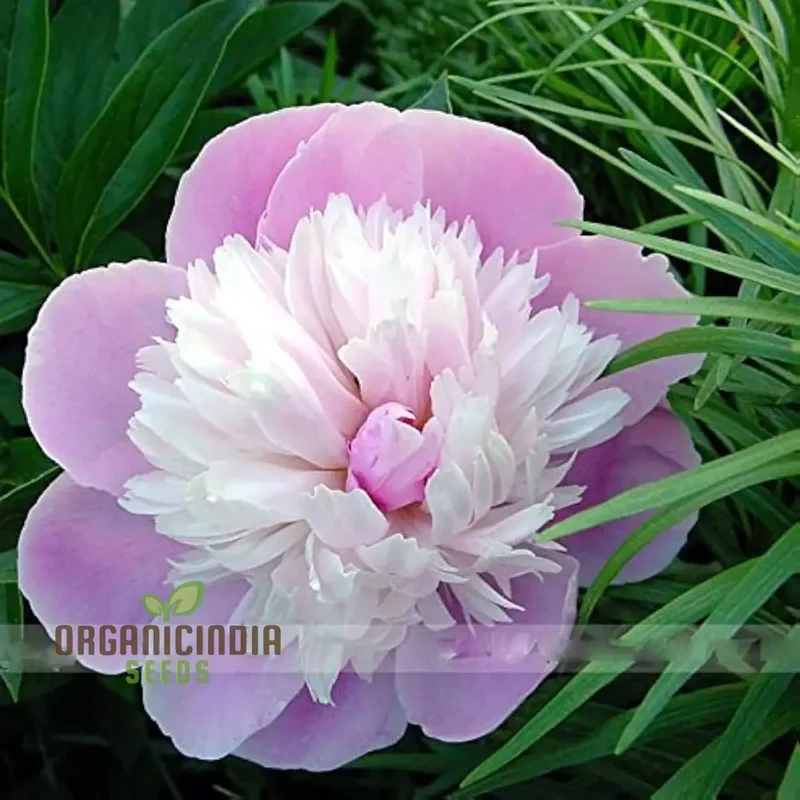 Pink and White Japanese Peony Flower Seeds for Planting