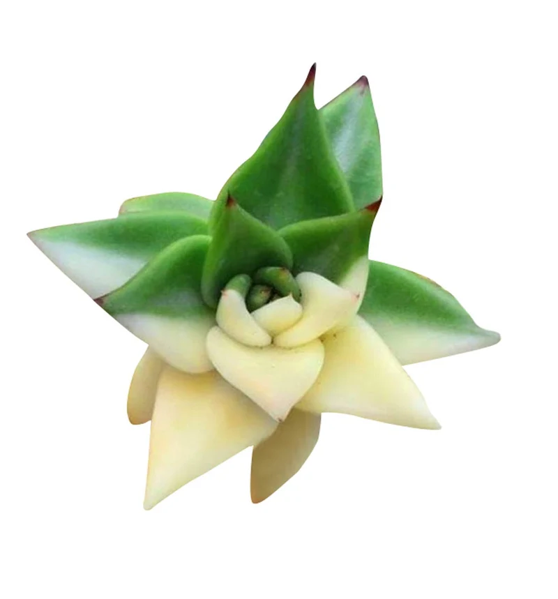 Nema Rare African Cactus Succulent Seeds - Green and White - 100Pcs | Premium Gardening Seeds for Unique Succulent Plants