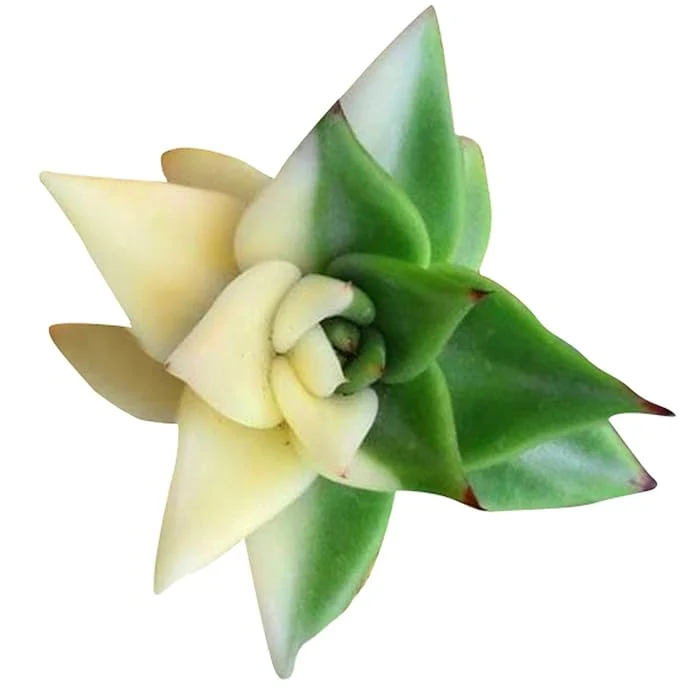 Nema Rare African Cactus Succulent Seeds - Green and White - 100Pcs | Premium Gardening Seeds for Unique Succulent Plants