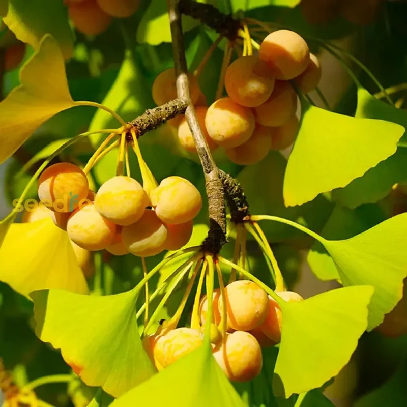 Ginkgo Biloba Fruit Seeds Elevate Your Gardening Experience with Unique and Ancient Trees for a Timeless Addition to Your Landscape!