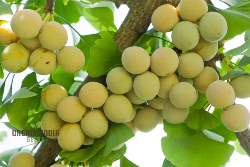 Ginkgo Biloba Fruit Seeds Elevate Your Gardening Experience with Unique and Ancient Trees for a Timeless Addition to Your Landscape!