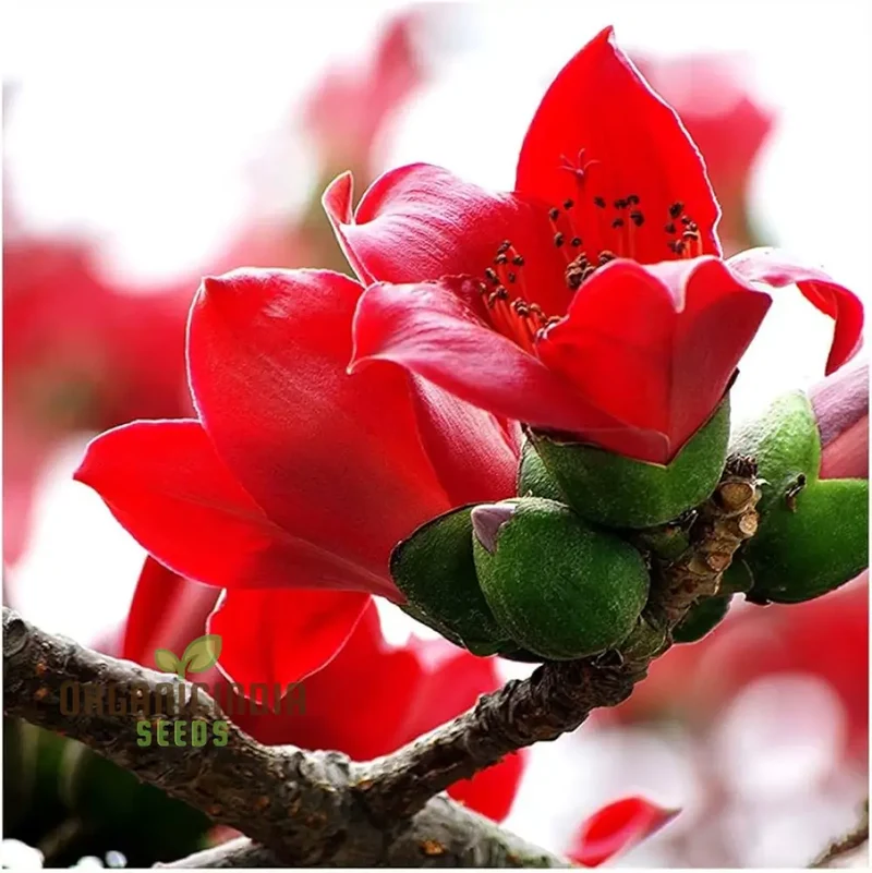 Red Perennial Kapok flower seeds for Planting
