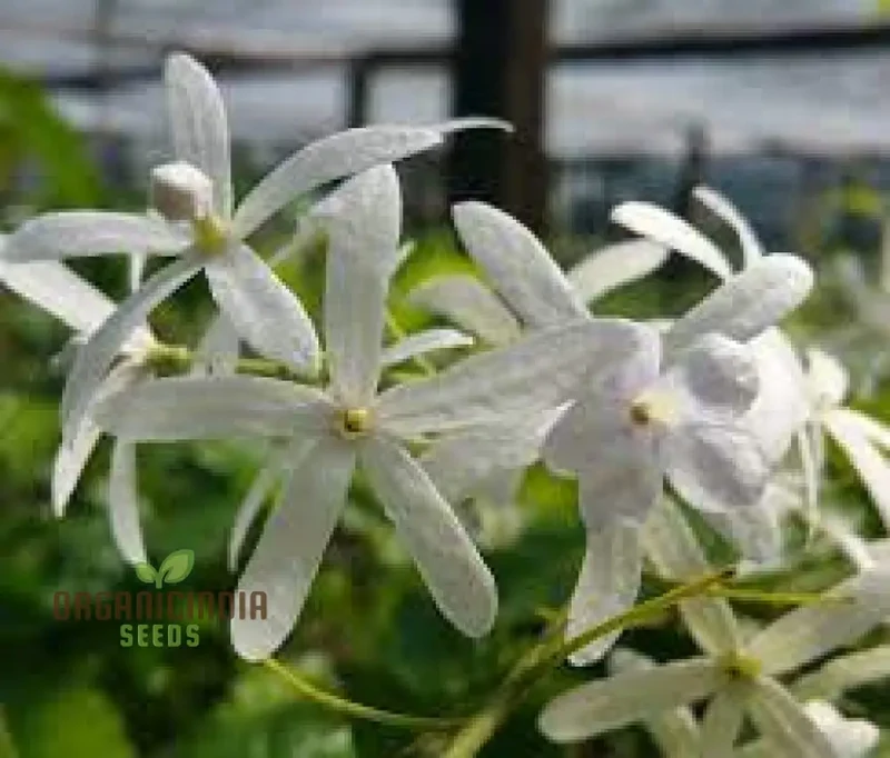 Petrea volubilis Seeds - Exquisite Climbing Vine for Your Garden | Gardening Seeds