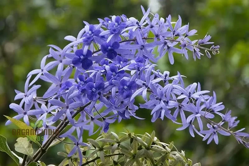 Petrea Volubilis Seeds - Exquisite Purple Flowering Vine for Your Garden | Rare Gardening Seeds