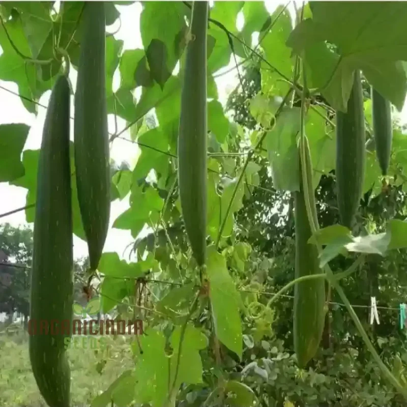 Desi Bunching Sweet Sponge Gourd Seeds – Premium Quality for Your Garden