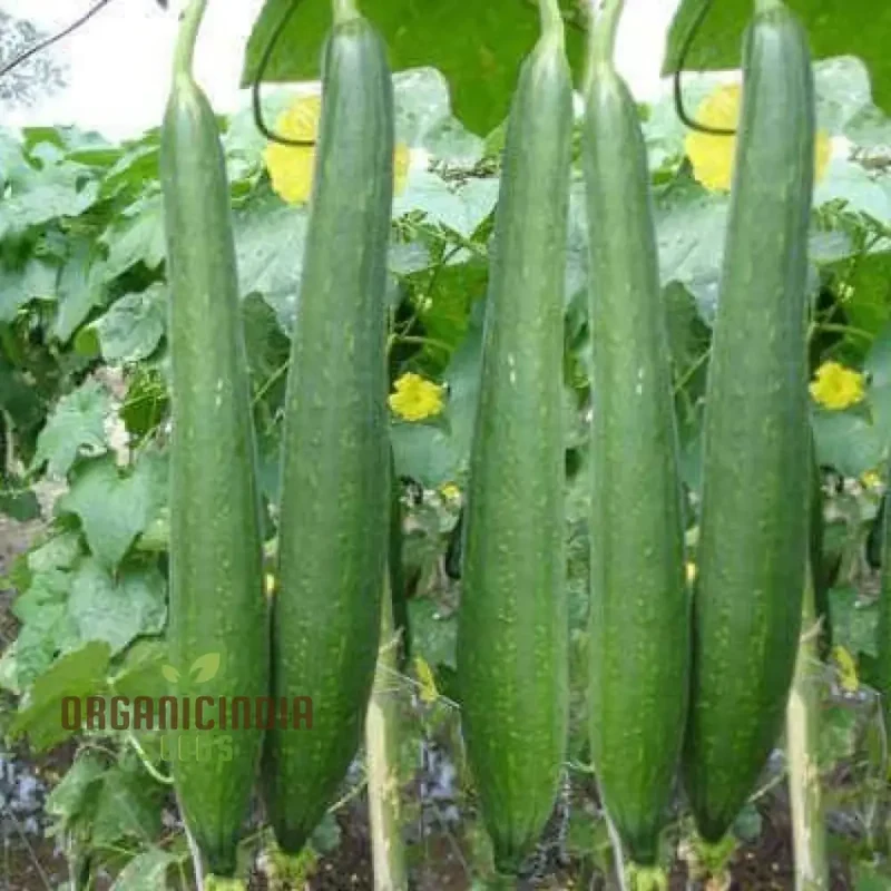 Desi Bunching Sweet Sponge Gourd Seeds – Premium Quality for Your Garden
