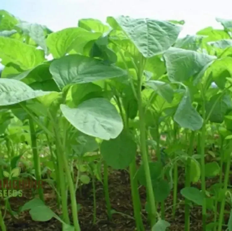 Kashmiri Saag Seeds for Planting Heirloom Quality Seeds for Your Garden