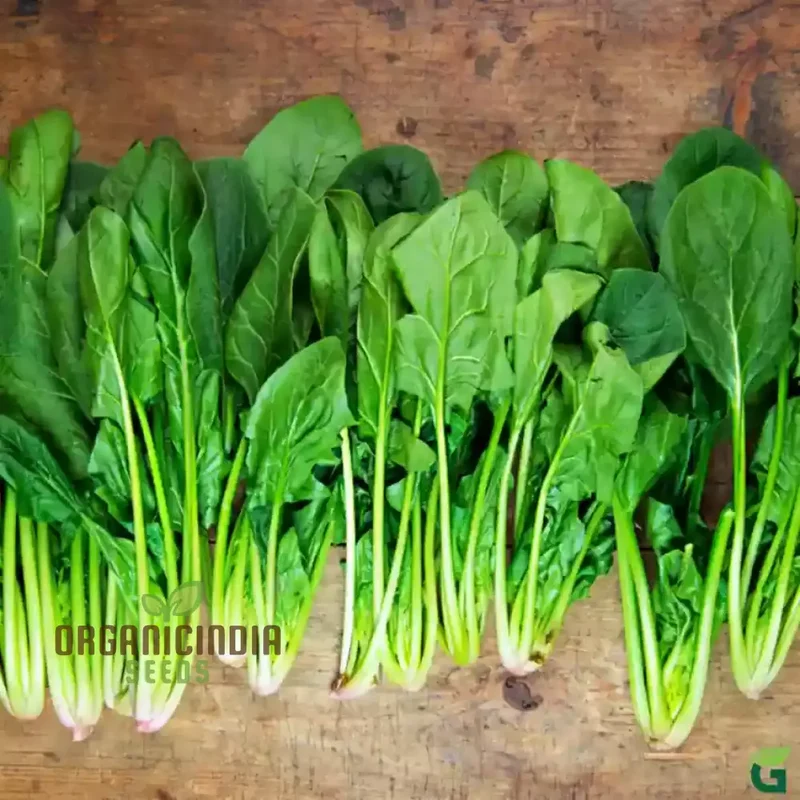 Kashmiri Saag Seeds for Planting Heirloom Quality Seeds for Your Garden