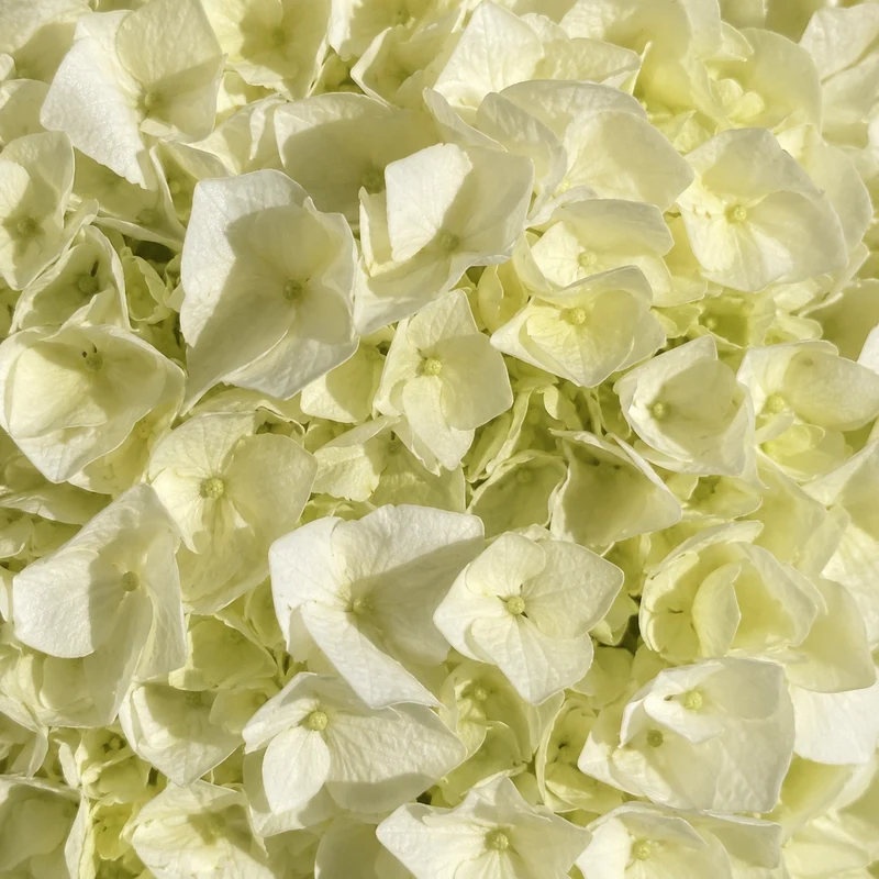 Hortensia ‘Vanilla Sky’ ( Hydrangea macrophylla ‘Vanilla Sky’)