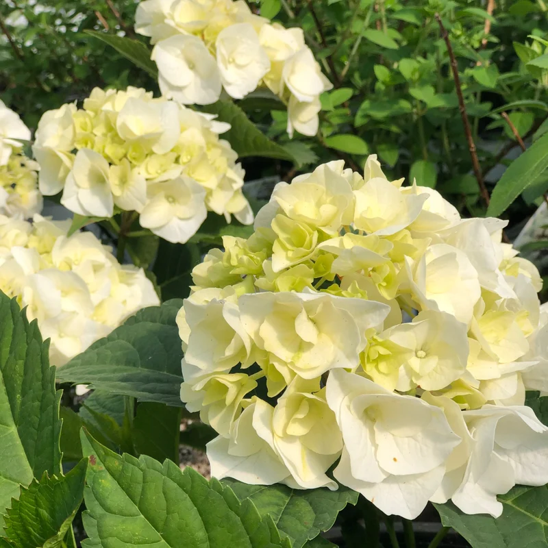 Hortensia ‘Vanilla Sky’ ( Hydrangea macrophylla ‘Vanilla Sky’)